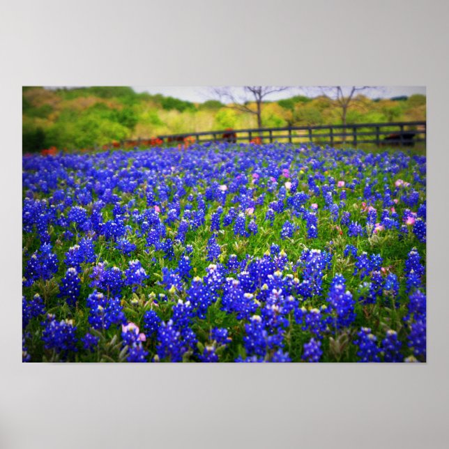 Poster Texas Bluebonnet (Frente)