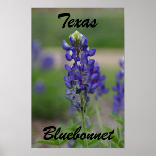 Póster Texas, Bluebonnet