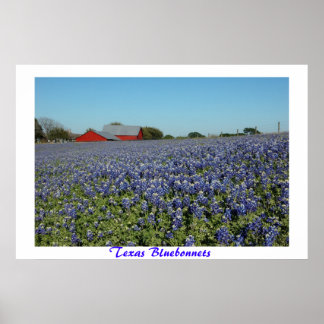 Poster Texas Bluebonnets