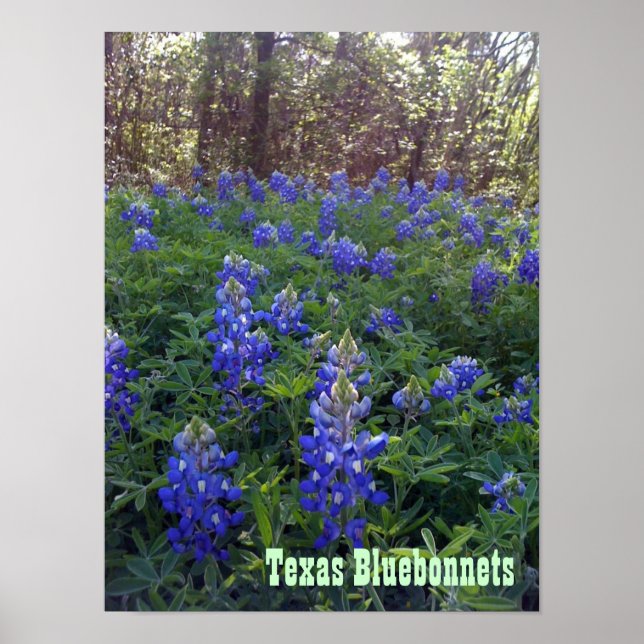 PÓSTER TEXAS BLUEBONNETS (Frente)