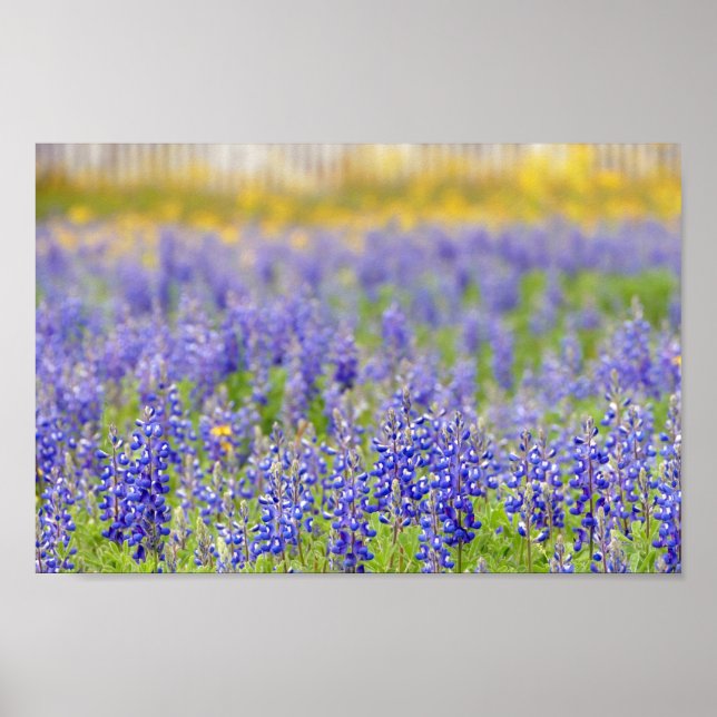 Poster Texas Bluebonnets, distrito de Nacogdoches (Frente)