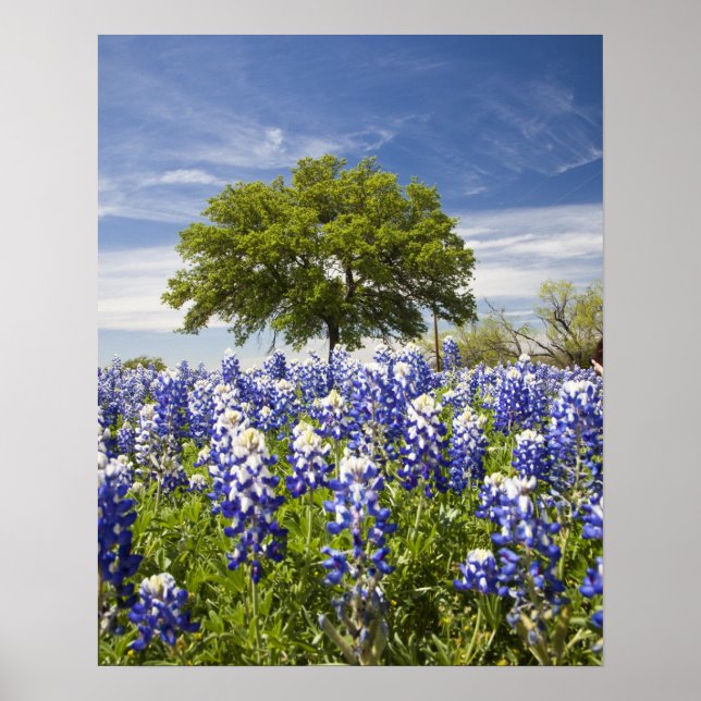 Póster Texas bluebonnets(lupinus texensis) e carvalho (Frente)