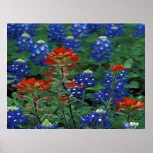 Póster Texas Bluebonnets & Paintbrush Flowers Art Impress