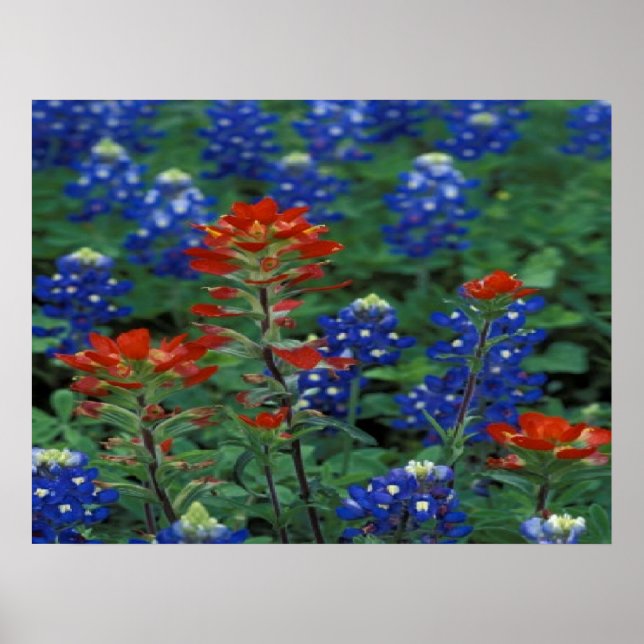Póster Texas Bluebonnets & Paintbrush Flowers Art Impress (Frente)