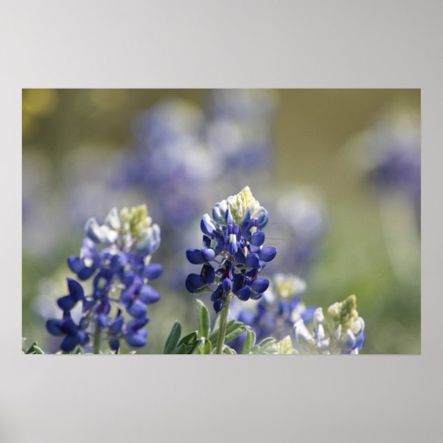 Póster Texas Bluebonnets Série Fotográfica #7 (Frente)