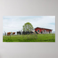 Texas Cattle and Old Red Barn