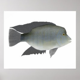 Poster Texas Cichlid