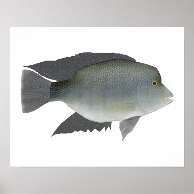 Poster Texas Cichlid (Frente)