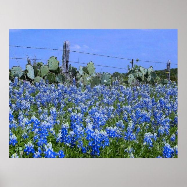 Póster Texas Hill Country Bluebonnets/Cactus Art Impressã (Frente)