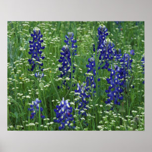Póster Texas, Lago Buchanan. Texas Bluebonnet e Selvagem