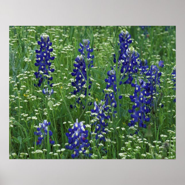 Póster Texas, Lago Buchanan. Texas Bluebonnet e Selvagem (Frente)