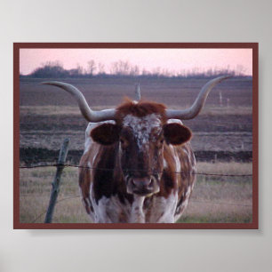 Poster Texas Longhorn