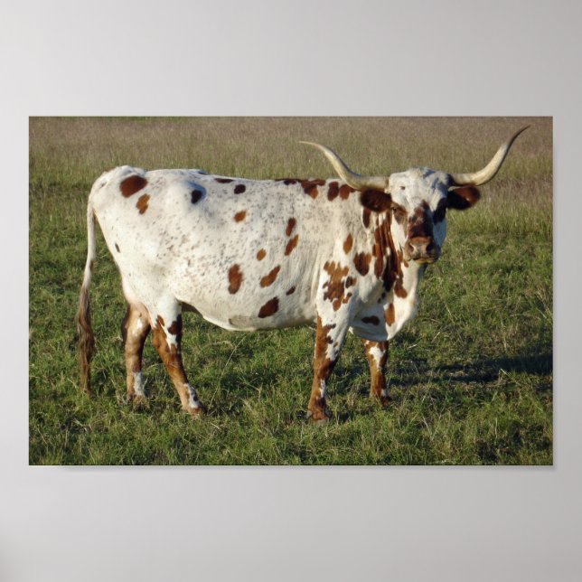 Poster Texas Longhorn (Frente)