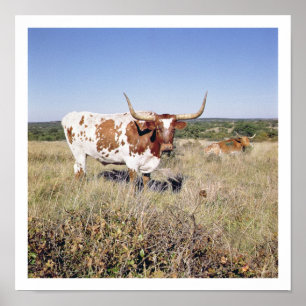 Poster Texas Longhorn Breed (foto)