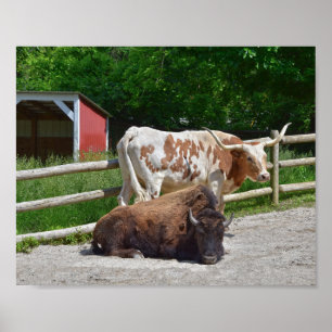 Poster Texas Longhorn e American Bison