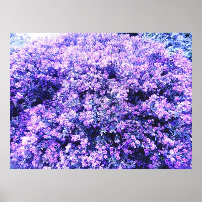 POSTER TEXAS SAGE (Frente)