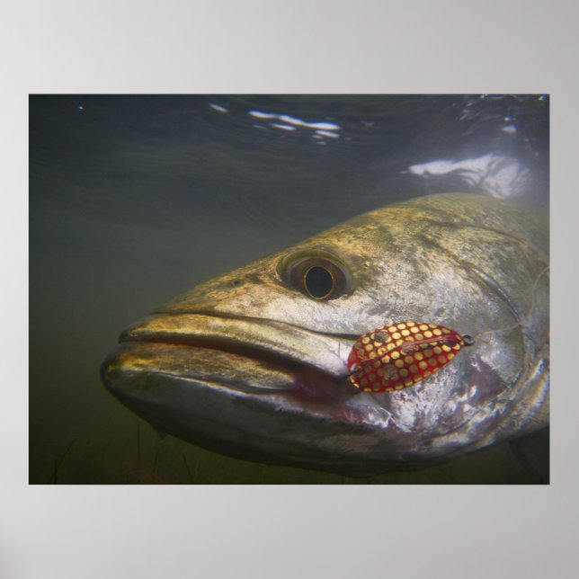 Póster Texas Speckled Trout (Frente)