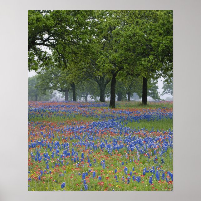 Poster Texas, Texas Hill Country, Castilleja texana e (Frente)