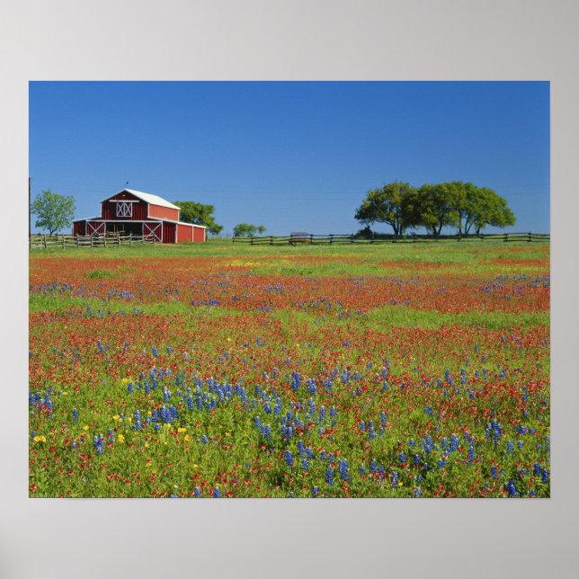 Poster Texas, Texas Hill Country, pincel do Texas (Frente)