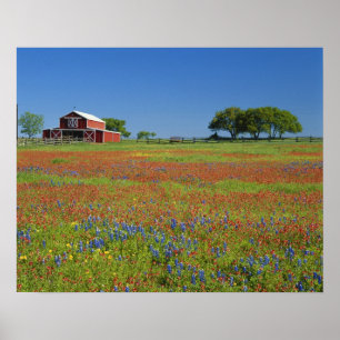 Poster Texas, Texas Hill Country, pincel texano