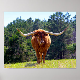 Póster Texas Vermelho-De cabelo Longhorn