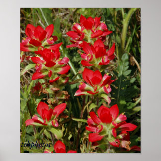 Póster Texas Wildflower