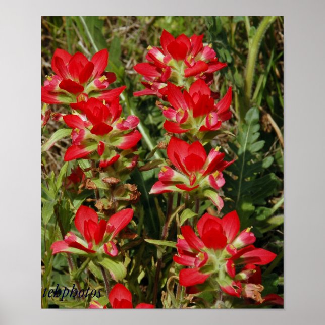 Póster Texas Wildflower (Frente)