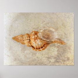 Poster Textura Antica de Praia de Sea Shell Vintage