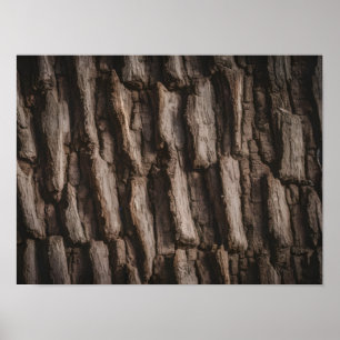 Poster Textura de Casca de Árvore Natural Não Tratada
