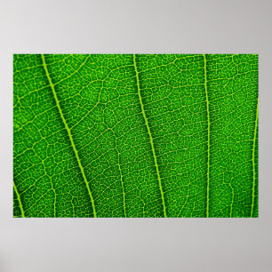 Póster Textura de Folha Verde Abstrata