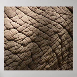Poster Textura De Pele De Elefante Real, Enrugada.