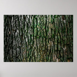 Póster Textura do latido em árvore