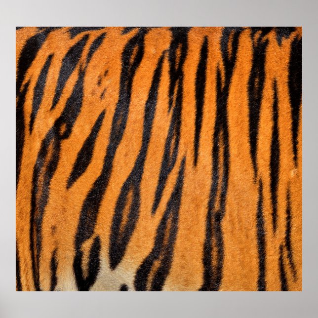 Poster Textura realista da pele do tigre. (Frente)