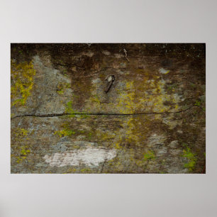 Poster Textura verde e fundo. abstrato, vivo