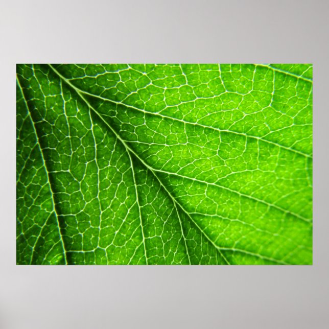 Póster Textura verde em folha (Frente)