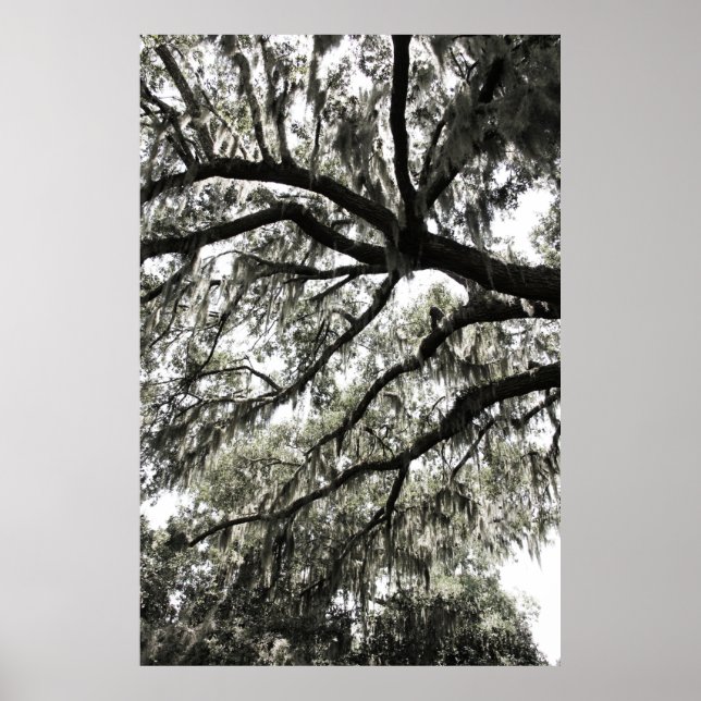 Poster Texturas Mossy 1 (Frente)