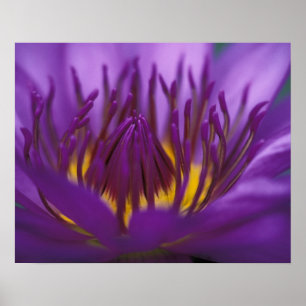 Póster Thailand, Bangkok, Purple and yellow lotus 2