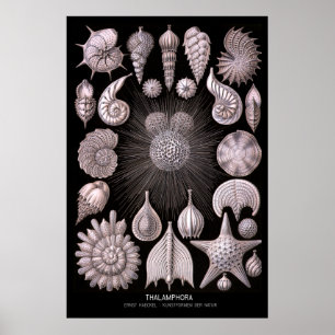 Póster Thalamphora - placa 2 - der Natur de Kunstformen
