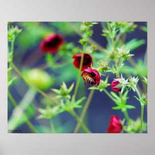 Póster The Bee With the Red Flower