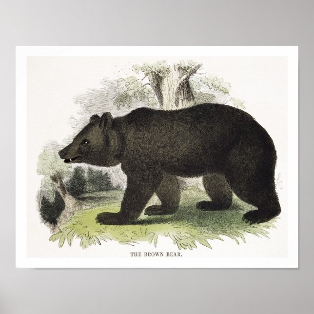 Poster The Brown Bear, pub de ilustração educacional. (Frente)