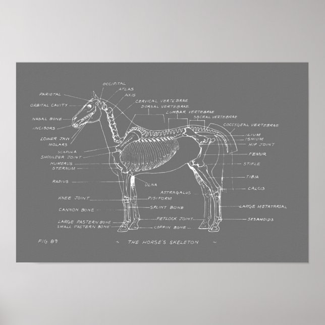 Poster THE HORSE'S SKELETON 19 x 13 Print (Frente)