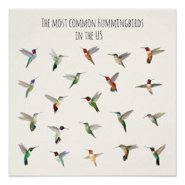 Póster The most common hummingbirds in the US