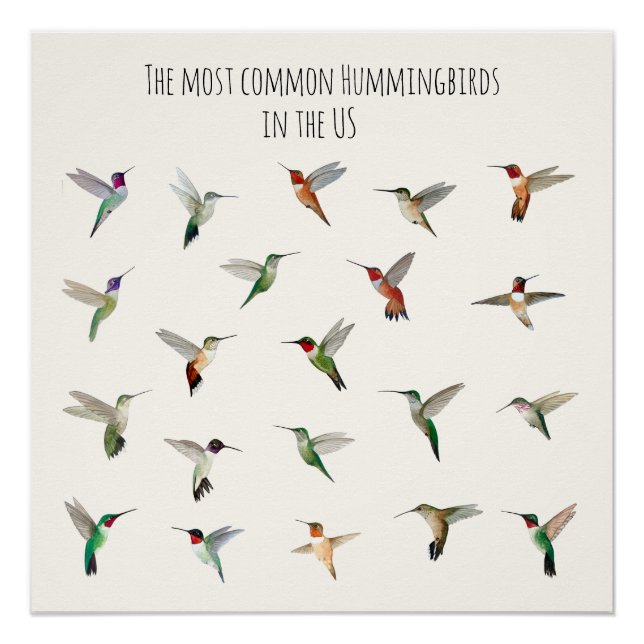 Póster The most common hummingbirds in the US (Frente)