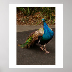 Póster The Peacock