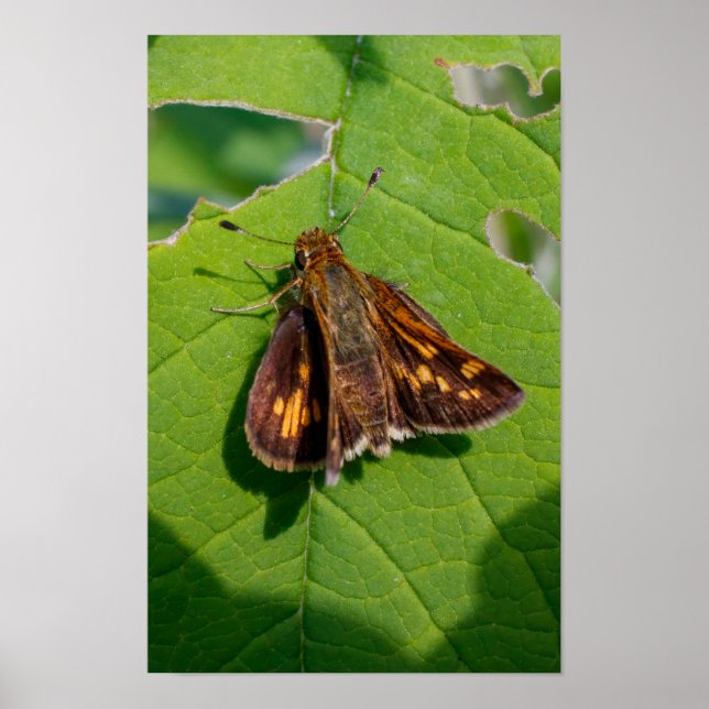 Poster The Pecks Skipper (Frente)