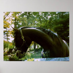 Póster The Shy Horse