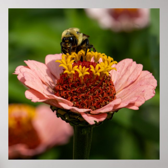 Poster The Snack (Frente)