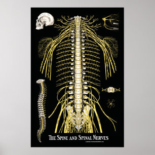 Póster The Spine and Spinal Nerves Chiropractic