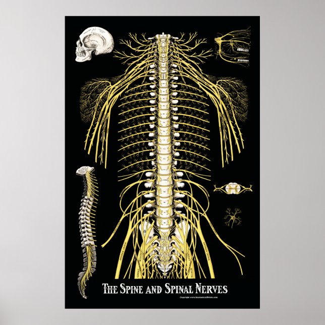 Póster The Spine and Spinal Nerves Chiropractic (Frente)