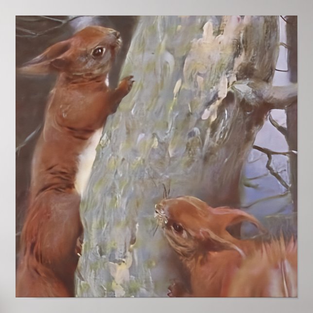 Poster THE SQUIRREL (Sciurus vulgaris) (Frente)